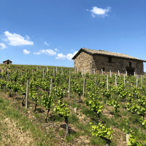 Weekend Oenologie dans le Beaujolais | 18-20 Aout2023
